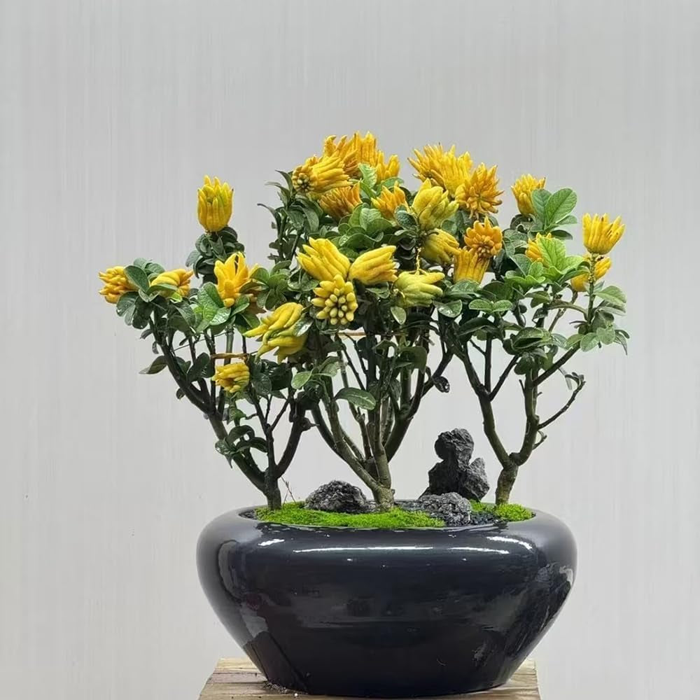 Buddhas Hand Zitrone - Obst Samen Bonsai Samen Zwergobstbäume Säulenobst Tree Exotische Pflanzen Saatgut Balkon Pflanze Bäume Kaufen Obst Pflanzen Balkonpflanzen 80Pcs