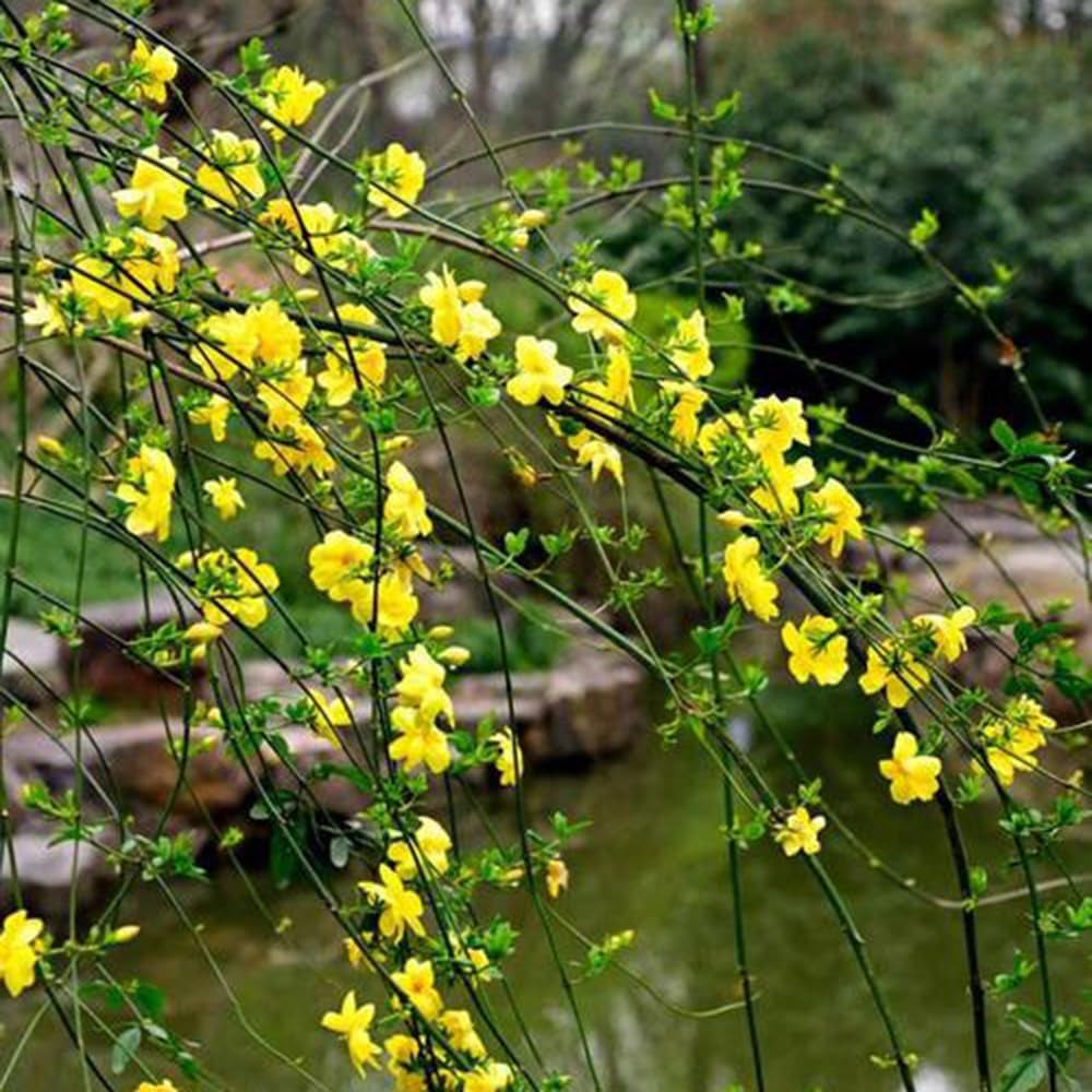 Winterjasmin Blumenbeet Sträucher Winterhart Blühend Winterjasminsamen Hochbeet Kräuterpflanzen Minigarten Blumensamen Mehrjährig Winterhart Balkonpflanzen Exotische Blumenwiese 200Samen