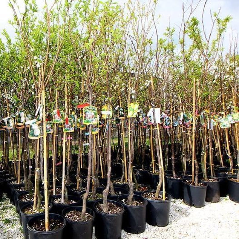 Susini Strümpfe Von Nonne Gelb Pflanze Ab Frucht Antik Auf Vase 24/26- Baum Max 160~180Cm -4 Jahre