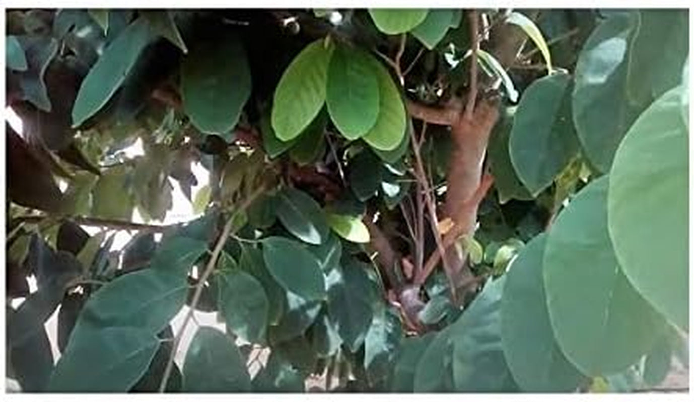 Stk - 10X Annona Cherimola Cherimoya Frucht Pflanzen - Samen ID240 -