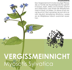 Vergissmeinnicht Samen (Myosotis) - Märchenhafte Blumen mit langer Blütezeit für das Beet, den Balkon und die Terrasse