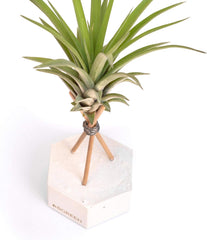 - Luftpflanzen Tillandsia Vel Mit Dekorativer Schreibtischhalterung (Hex. Weißer Zement Mit Holzstäben)