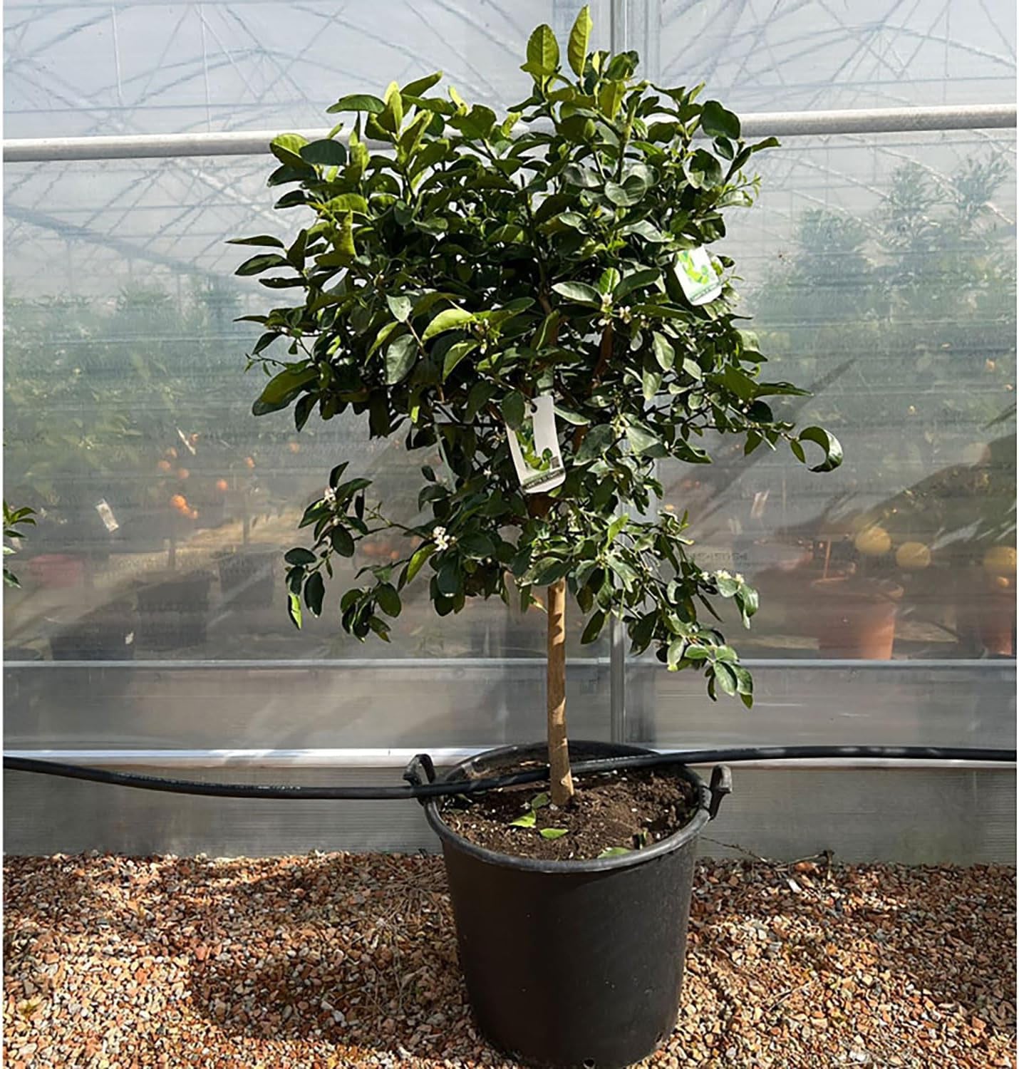 SAVINI VIVAI Zitruspflanze Tahiti-Limette Im 20 Cm Topf, Höhe 70 Cm, 2-3 Jahre Veredelung, Hergestellt in Italien