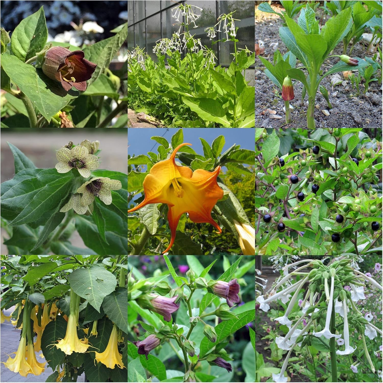 Piante leggendarie di equiseto - Set di semi con 5 piante magiche