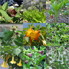 Piante leggendarie di equiseto - Set di semi con 5 piante magiche