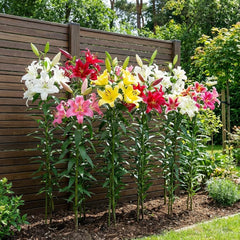 Bulbi di giglio gigante Collezione Hardy Tree - Bulbi di fiori resistenti - Confezione da 15 in 5 varietà e colori - Holland Mix per piantare giardino (non semi, non artificiali)