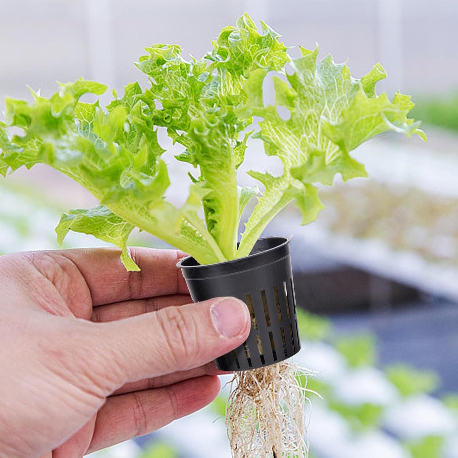 Kit rete Hydrokultur Pflanzen da 76 pezzi -20 pezzi 2 pollici (5 cm)-Topfbecher mit geschlitztem Netz, 36 pezzi Steinwolle Anzucht, 20 pezzi articolo Selbstbewässernde Dochtschnur aus Baumwolle für Hydrokultur