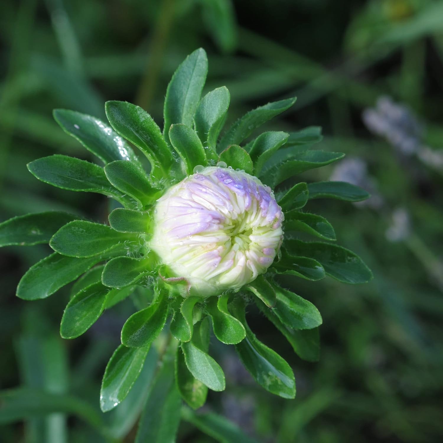 Krallenaster (Callistephus Chinensis) Bio - Ca. 100 Samen Sehr Alte Einjährige Sommerblume Zierpflanze Schnittblume Bienenweide