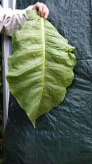 Semi di tabacco 5x1000 Tabacco da fumo autentico 5 varietà Virginia, Red Front, Orient Xanthi, Baden Geudertheimer Fresh. Vendemmia 2025