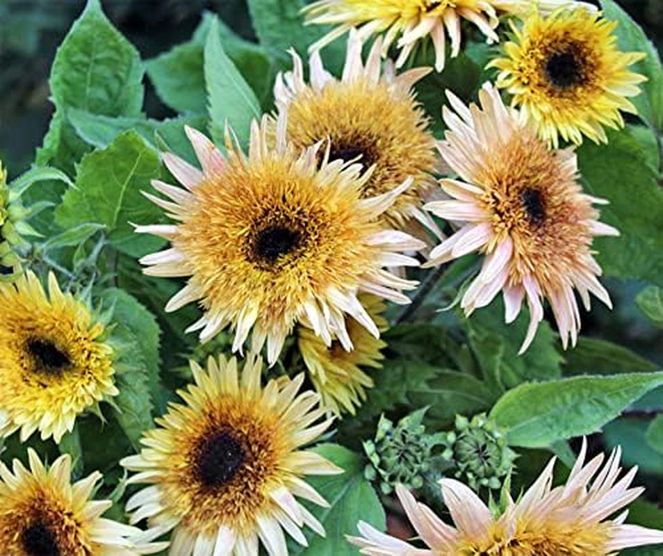 La Verde MEIN GARTEN UND ICH. Astra Rose Sonnenblumen Samen Für Ca. 50 Pflanzen, Blumensamen Halb Gefüllt Und Lang Blühend, Saatgut Ohne Gentechnik
