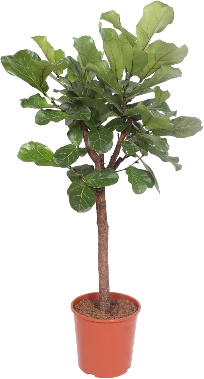 Trendyplants - Ficus Lyrata Baum - Tabakpflanze - Zimmerpflanze - Höhe 160-180 Cm - Topfgröße Ø30Cm
