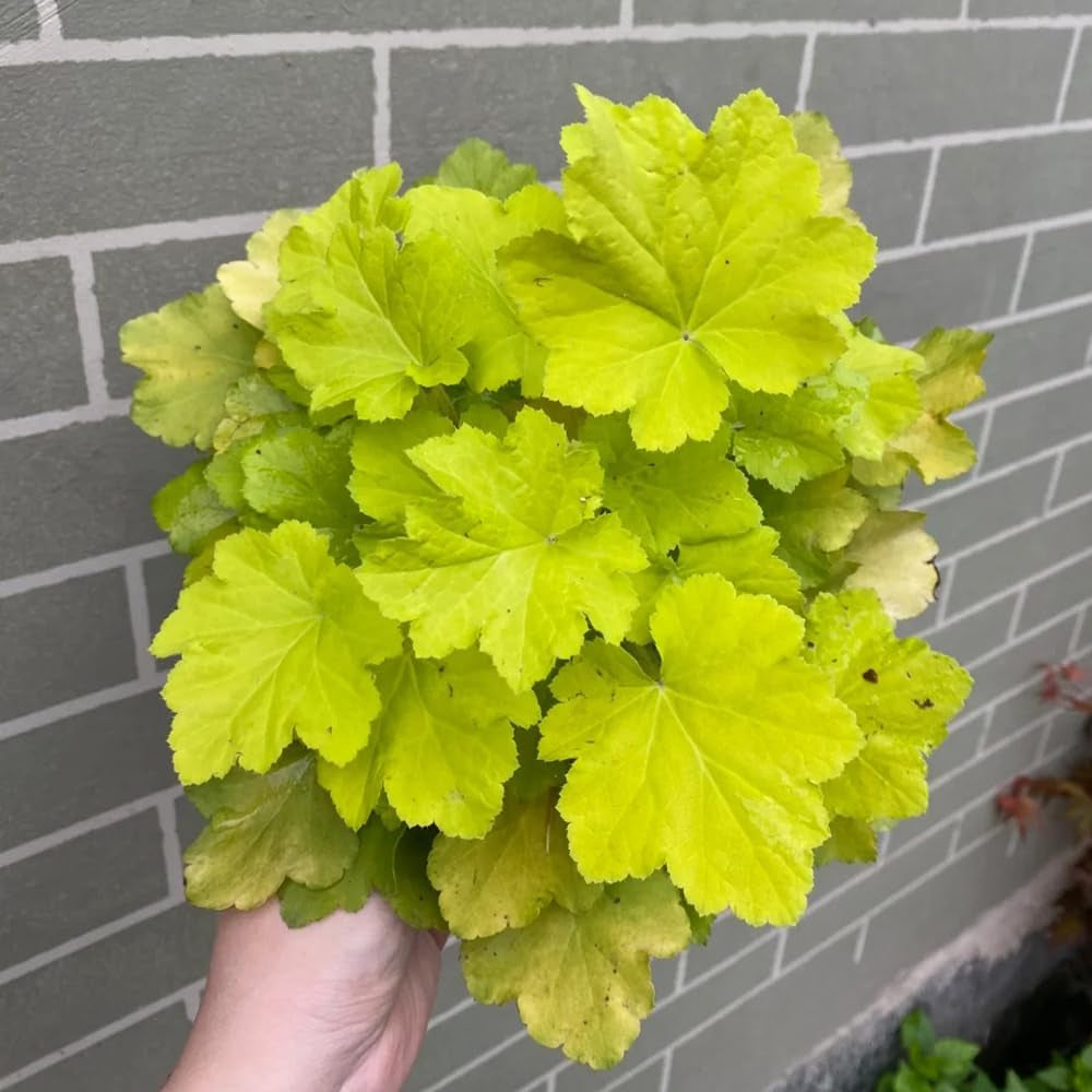 Heuchera - Purpurglöckchen Küchenkräuter Balkonpflanzen Wildkräuter Luftreinigende Zimmerpflanzen Kräuterpflanzen Geschenke Für Immergrüne Sträucher Hecken Hochbeet 250Samen