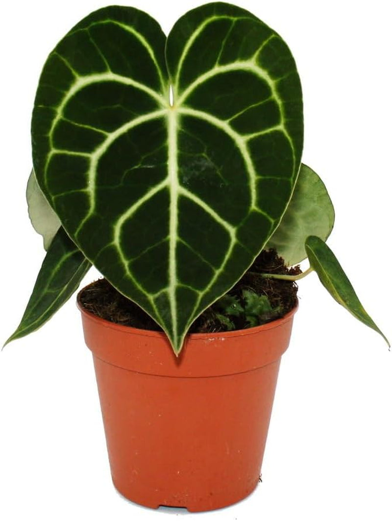 Flamingoblume - Anthurium Clarinervium - Herzblattblume - 12Cm Topf