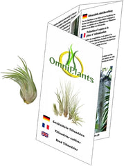 Tillandsia Kolbii S Ca. 4 Cm Groß, Tillandsie, Bromeliengewächs