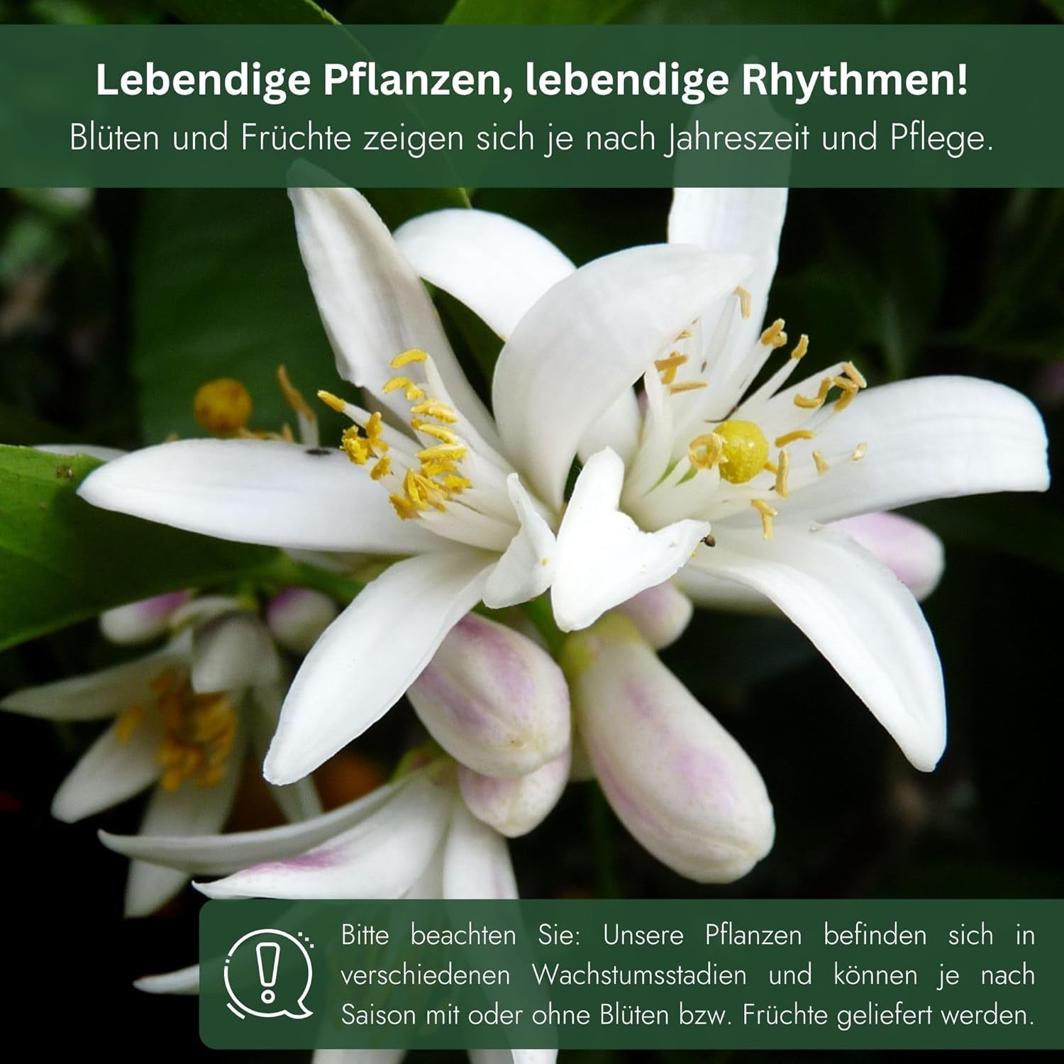 Arancio di My Oranjeria - arancio vero - pianta di agrumi - Citrus sinensis - Arancio - arancio innestato per giardinieri (Mezzo [M])