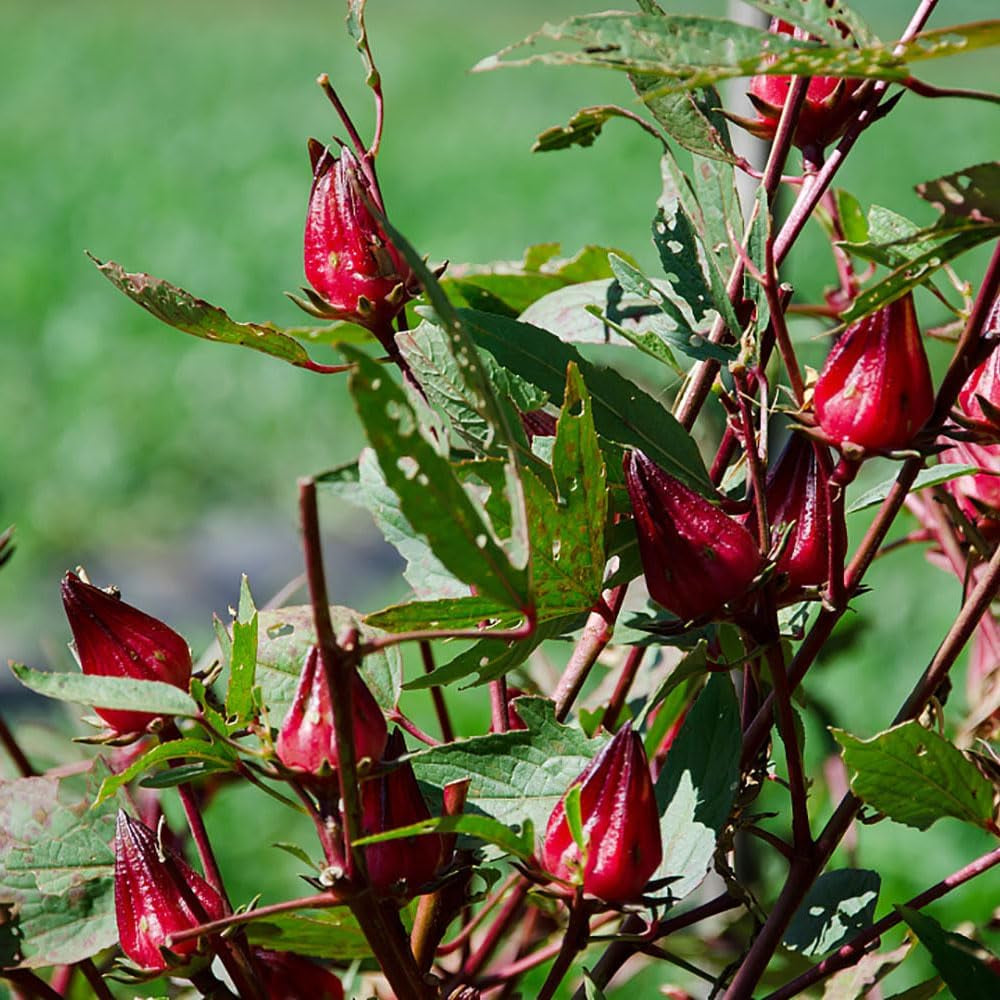 Hibiscus Sabdariffa Bio Schnell Wachsende Sträucher Hecken Immergrüne Sträucher Winterhart Blühend Blumenwiese Für Sonnige Plätze Hochbeet Küchenkräuter Balkonpflanzen 60Samen
