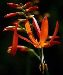 Crocosmia aurea | Stella cadente | Fiore di San Valentino | Montbrezia | 10 semi