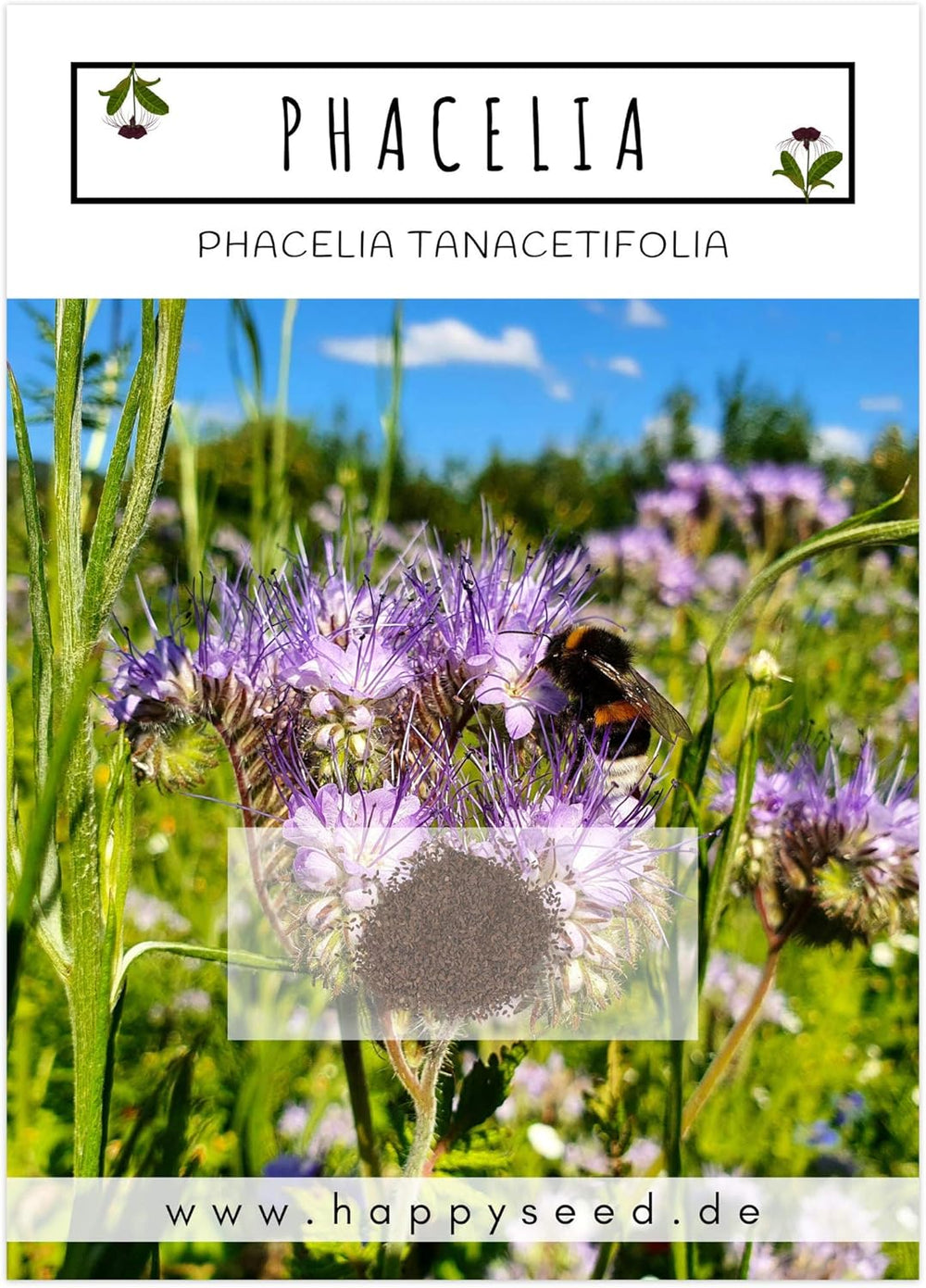 Phacelia Samen Bienenfreund (Phacelia Tanacetifolia) Als Ideale Beimischung Für Eine Bunte Bienenweide - Der Liebling Für Bienen & Schmetterlinge