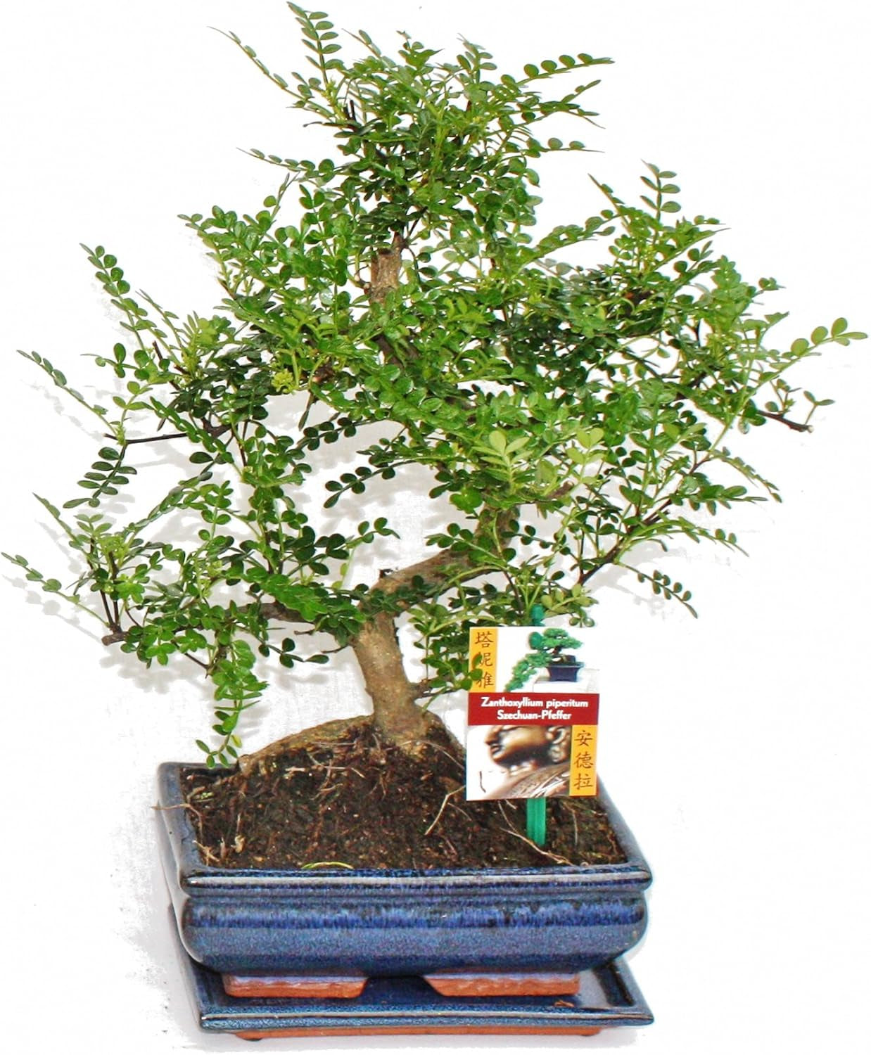 Exotenherz - Bonsai Chinesischer Feigenbaum - Ficus Retusa - Ca. 10 Jahre