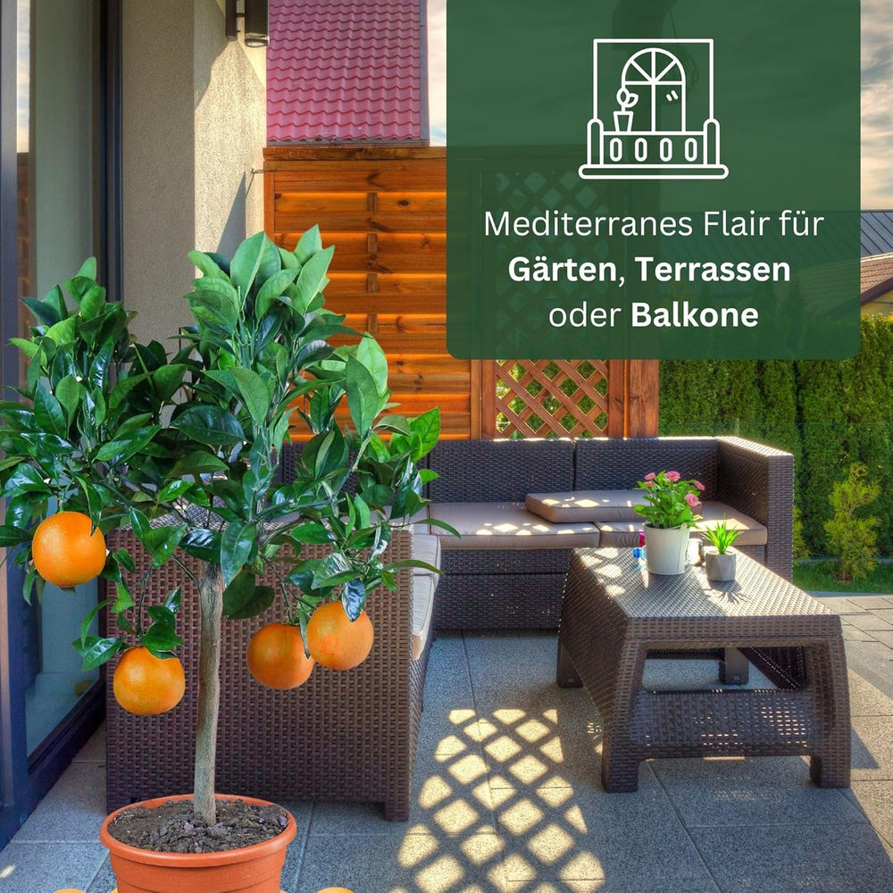 Arancio di My Oranjeria - arancio vero - pianta di agrumi - Citrus sinensis - Arancio - arancio innestato per giardinieri (Mezzo [M])