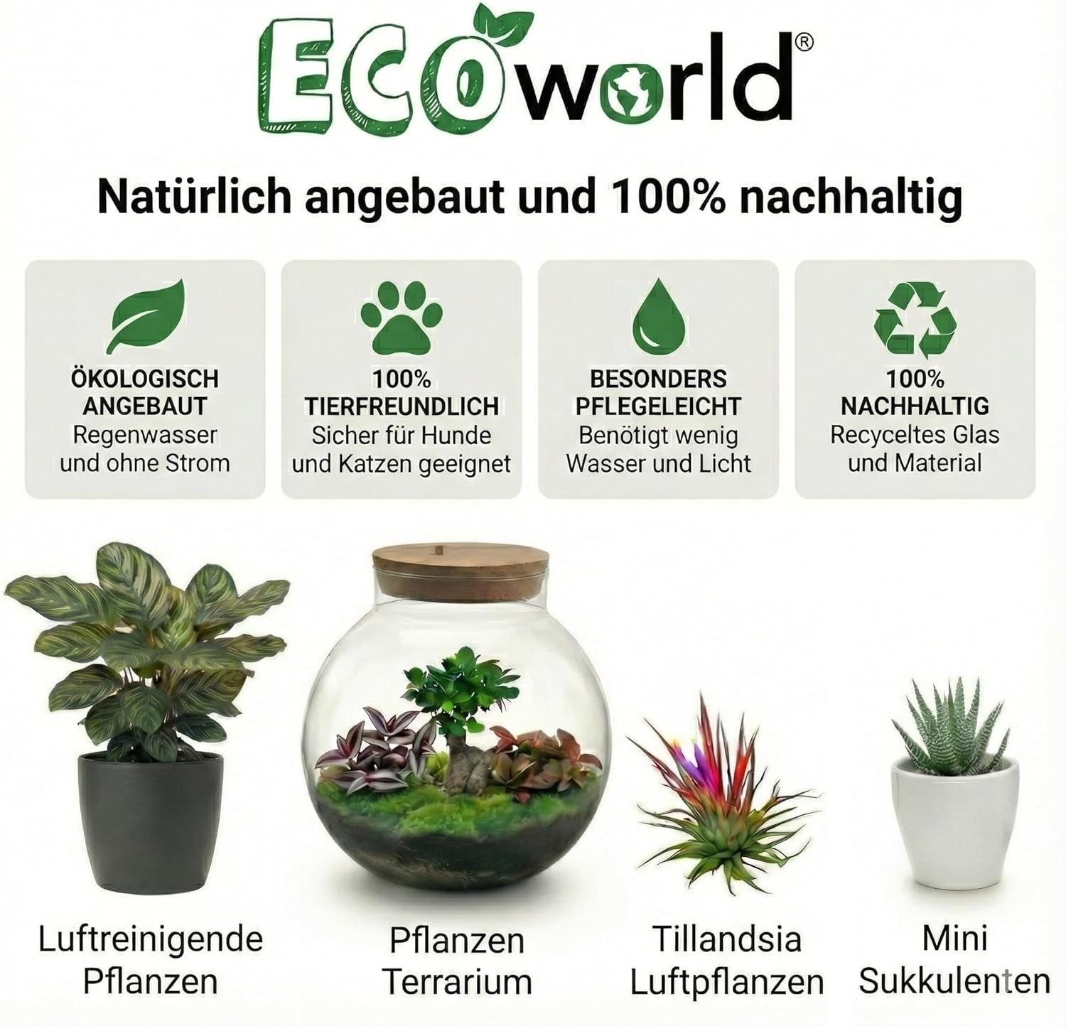 Vdvelde.Com - Luftreinigende Pflanzen Anthrazit 6 - Tierfreundliche Grüne Zimmerpflanzen - Einfacher Und Geringer Lichtbedarf - Ø12 Cm ↥Ca.40 Cm