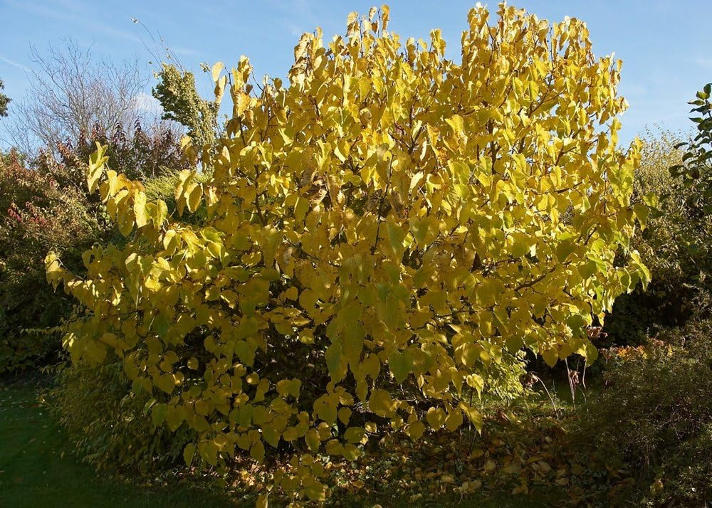 SAFLAX - Garden in the Bag - Schwarzer Maulbeerbaum - 200 Samen - Mit Anzuchtsubstrat Im Praktischen, Selbst Aufstellenden Beutel - Morus Nigra