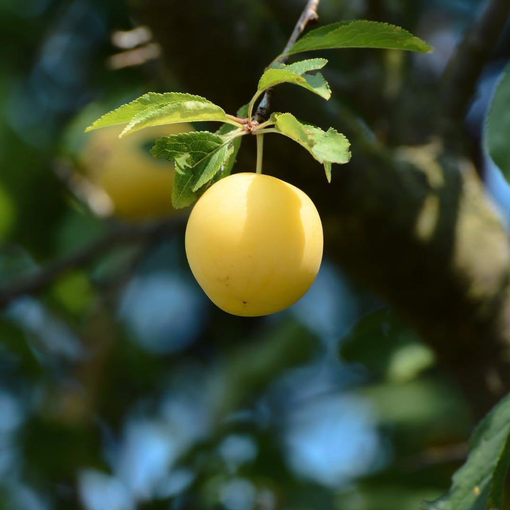 Pflaumenbaum TC Sun - Obstpflanze Topf Ø 24/26 Cm - Max. Wuchshöhe 180 Cm – Alter: 4 Jahre - Italienische Baumschule