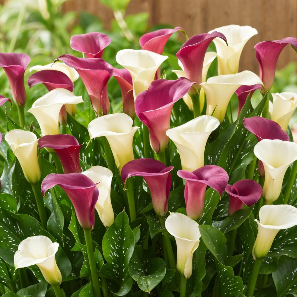 Calla Bulbs Hardy Perenne - Zantedeschia Orange Passion (Arancio) - 5 bulbi da fiore grandi - Piante vere dell'Olanda - Per giardino e vasi (non semi, non artificiali)