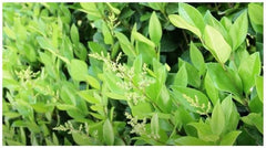 Stk - 10X Ligustrum Japonicum Japanischer Liguster Garten Pflanzen - Samen B1258 -