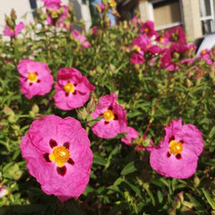 Zistrose Sommerblumen Zistrosesamen Winterharte Kübelpflanzen Hecken Sträucher Herbst Deko Herbstpflanzen Für Sonnige Plätze Bonsaibaum Kletterpflanzen Balkonpflanzen Frühlingsblumen 130Samen