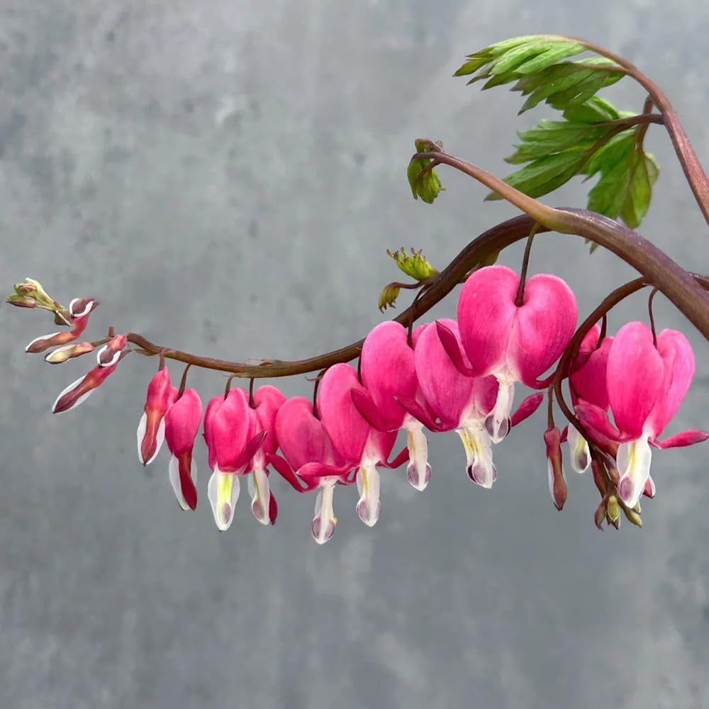 Tränendes Herz Kaufen - Dicentra Spectabilis - Winterharte Für Garten Zierblumen Blumendeko Frühlingsblume 180Samen