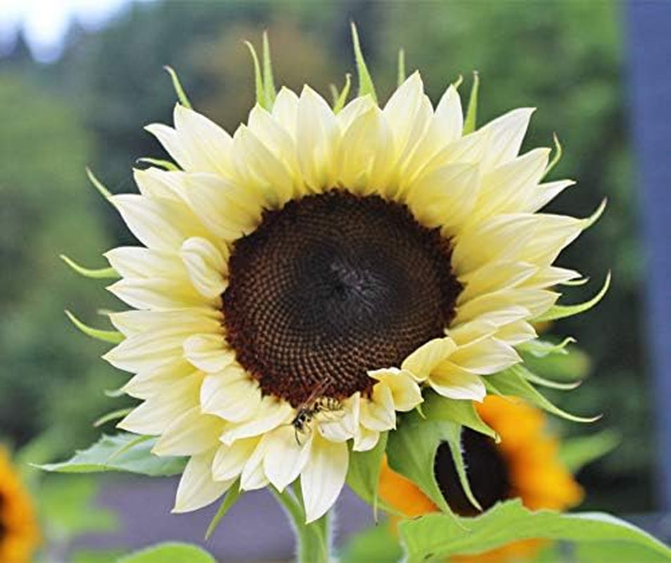 Procut White Night F1 Sonnenblumensamen Von Bobby-Seeds Portion