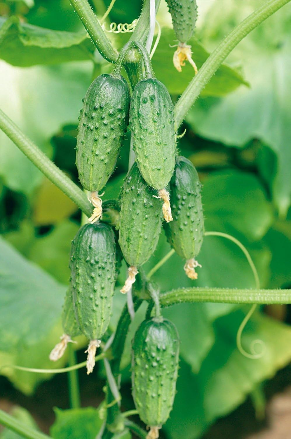 Mini Gurke 'Rodnichok - Klein, Grun