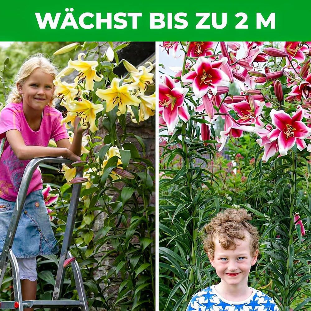 Bulbi di giglio gigante Collezione Hardy Tree - Bulbi di fiori resistenti - Confezione da 15 in 5 varietà e colori - Holland Mix per piantare giardino (non semi, non artificiali)