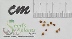 Stk - 10X Callicarpa Dichotoma Purpur Schönfrucht Garten Pflanzen - Samen B197 -