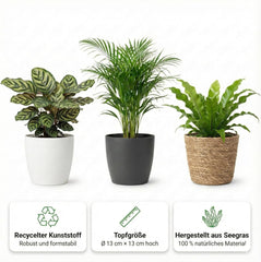 Vdvelde.Com - Luftreinigende Pflanzen 6 - Tierfreundliche Grüne Zimmerpflanzen - Einfacher Und Geringer Lichtbedarf - Ø12 Cm ↥Ca.40 Cm