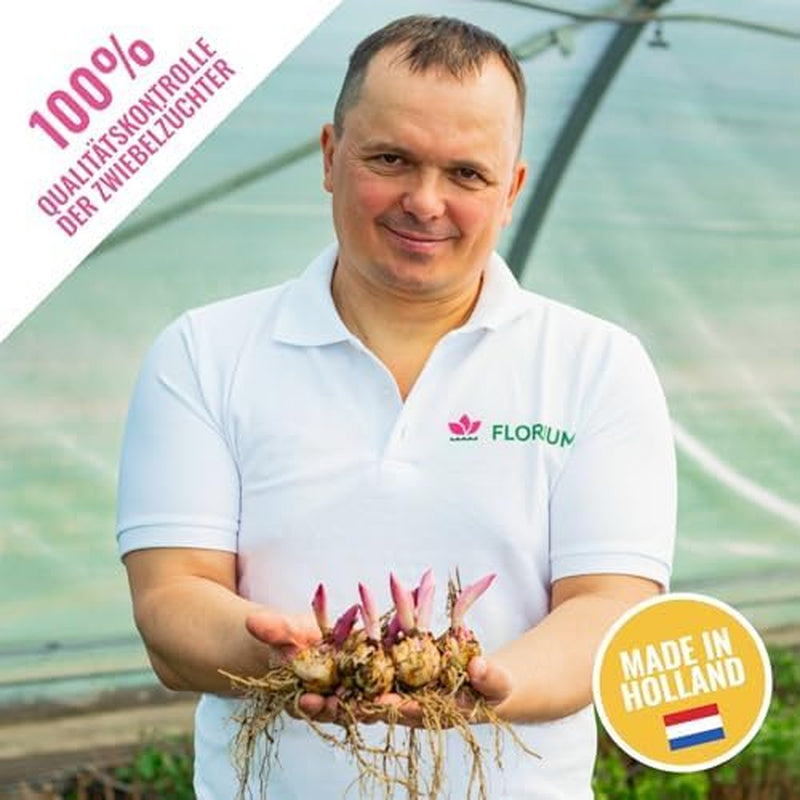 Collezione di bulbi di giglio gigante (15 bulbi di fiori), 5 varietà profumate, 5 di ogni colore, mix di piante perenni resistenti olandesi per il giardino (bulbi grandi, senza semi)