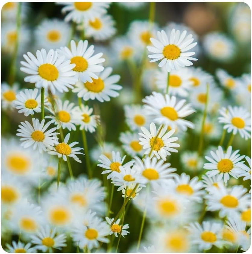 Flower Meadow - Mix di semi di fiori adatti alle api - Fiori di campo ed erbe per luoghi asciutti - Semi di fiori di campo - Mix di semi annuali e perenni