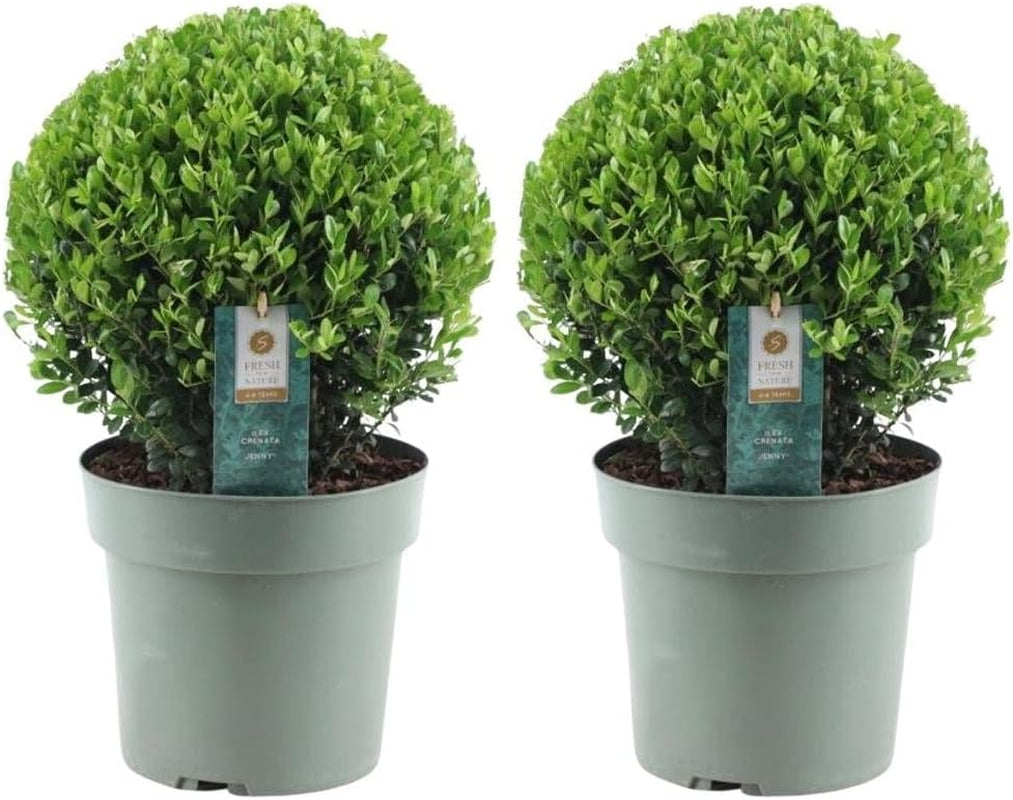Plants by Frank | Echte Stechpalme Kugel | 1X Ilex Crenata 'Jenny' 20 Cm & 1X Kugel 25 Cm | Set Von 2 Stück | 20-25 Cm Ø Durchmesser | Buchsbaum Ersatz | Gartenpflanzen | Buchsbaum