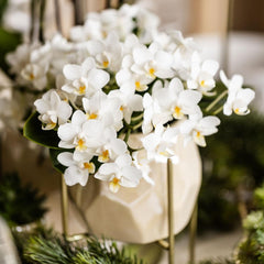 Kolibri Orchids | Weiße Phalaenopsis Orchidee - Nazaré - Topfgröße Ø9Cm | Blühende Zimmerpflanze - Frisch Vom Züchter