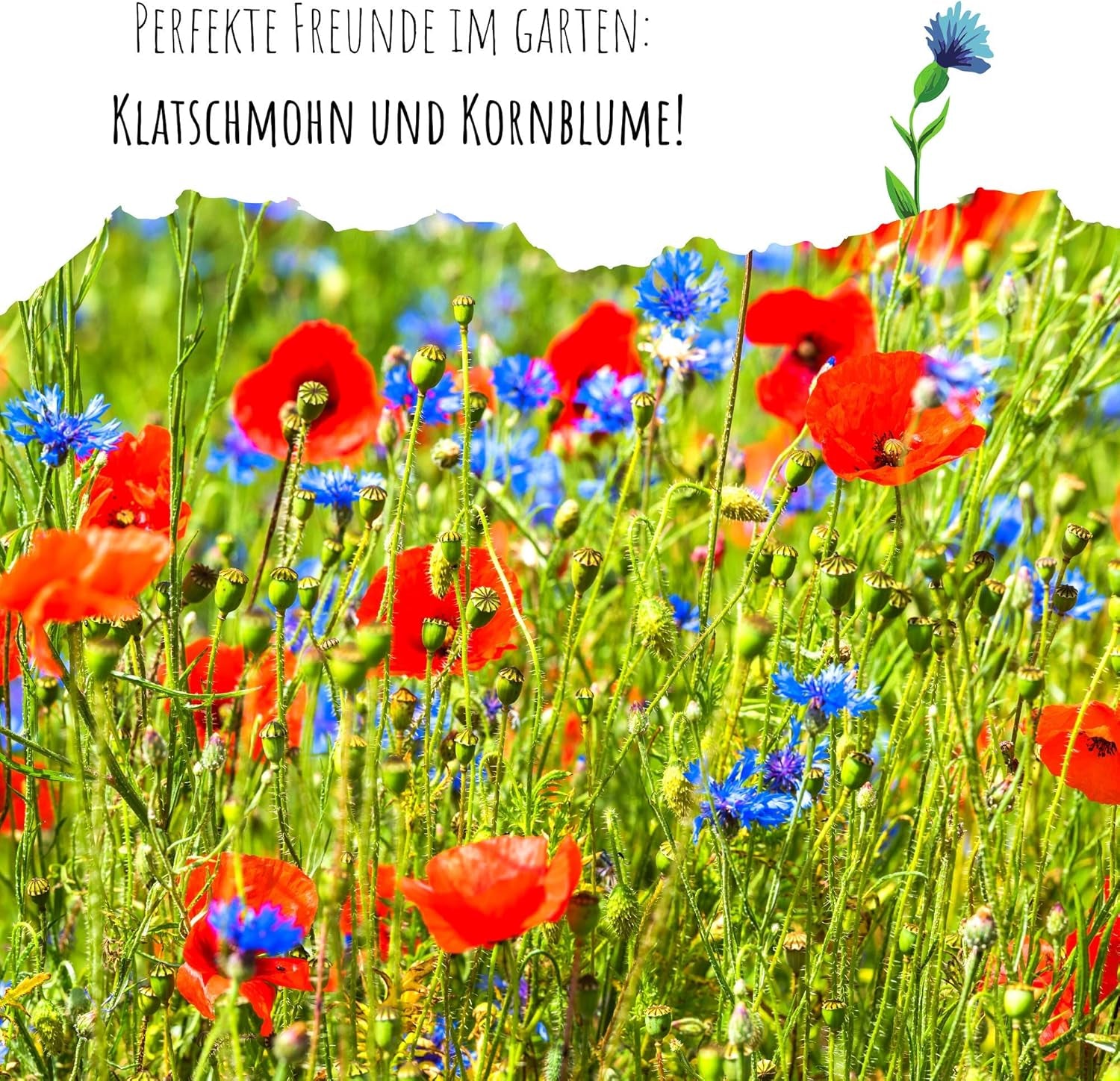 Semi di Centaurea cyanus - Fiori belli e vivaci con un lungo periodo di fioritura per un prato fiorito colorato (Mix, 1000 semi, 80 cm)