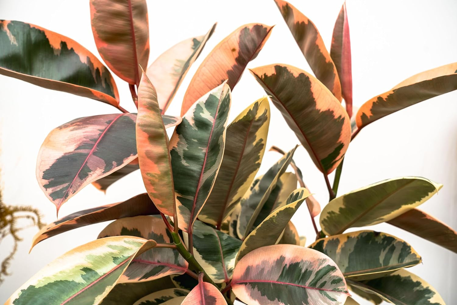 Trendyplants - Ficus Elastica Belize Am Stamm - Gummibaum - Zimmerpflanze - Höhe 120-140 Cm - Topfgröße Ø24Cm