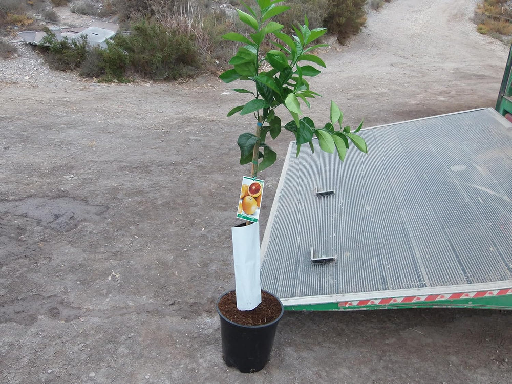 Blutorangenbaum, Citrus - Sanguinelli, Naranjo, Ca. 125-140 Cm Hoch