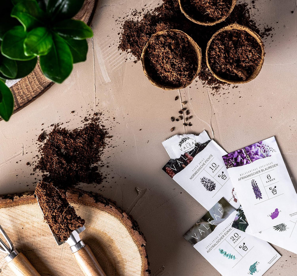 10 semi di bonsai da 5 continenti | Semi di alberi esotici per il tuo bonsai unico | Starter Kit e appassionati di piante | Il nostro set bonsai come idea regalo speciale