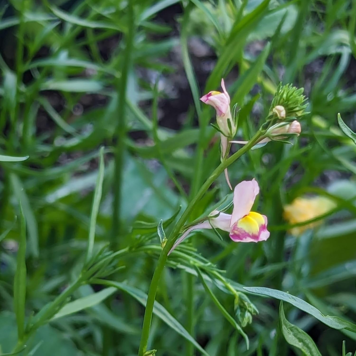 Lino marocchino (Linaria maroccana) ca. 2000 semi di fiori annuali estivi, fiori recisi a fioritura lunga