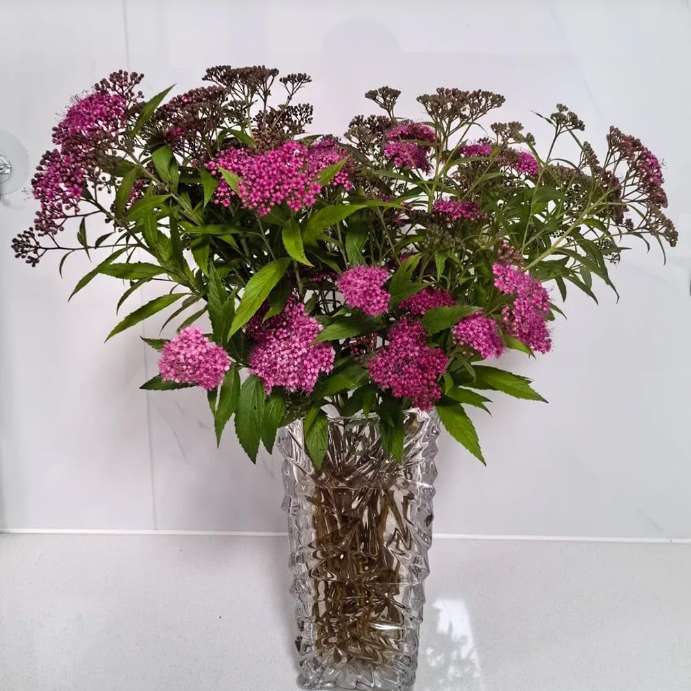 Spiraea, Zimmerbonsai Balkon Bio Winterharte Garten Deko Wohnzimmer 400Samen