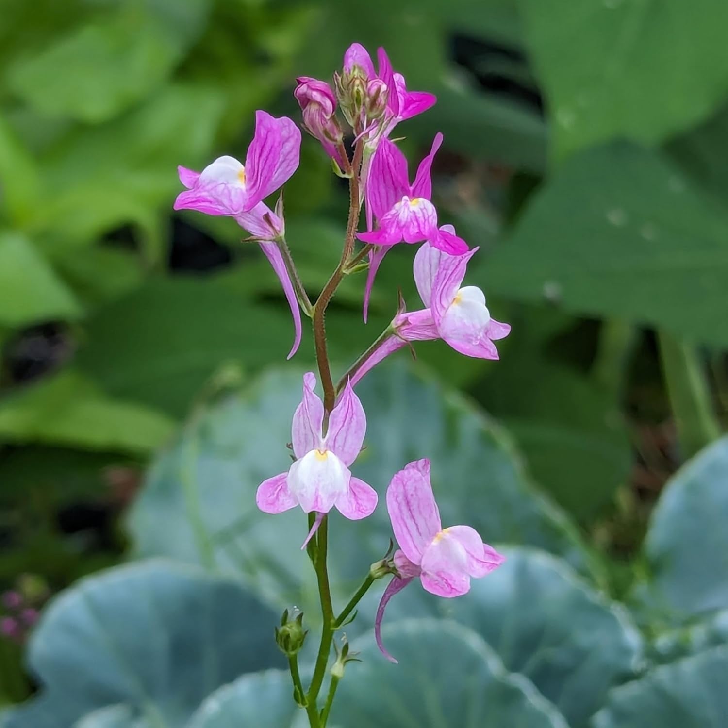 Lino marocchino (Linaria maroccana) ca. 2000 semi di fiori annuali estivi, fiori recisi a fioritura lunga