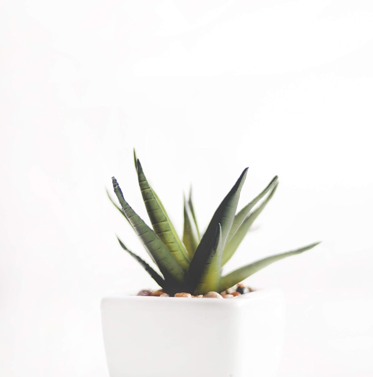 1 litro Lewatit HD-50 Granuli di fertilizzante idroponico di alta qualità a lungo termine, perfetti per tutte le piante ornamentali Effetto a lungo termine fino a 6 mesi