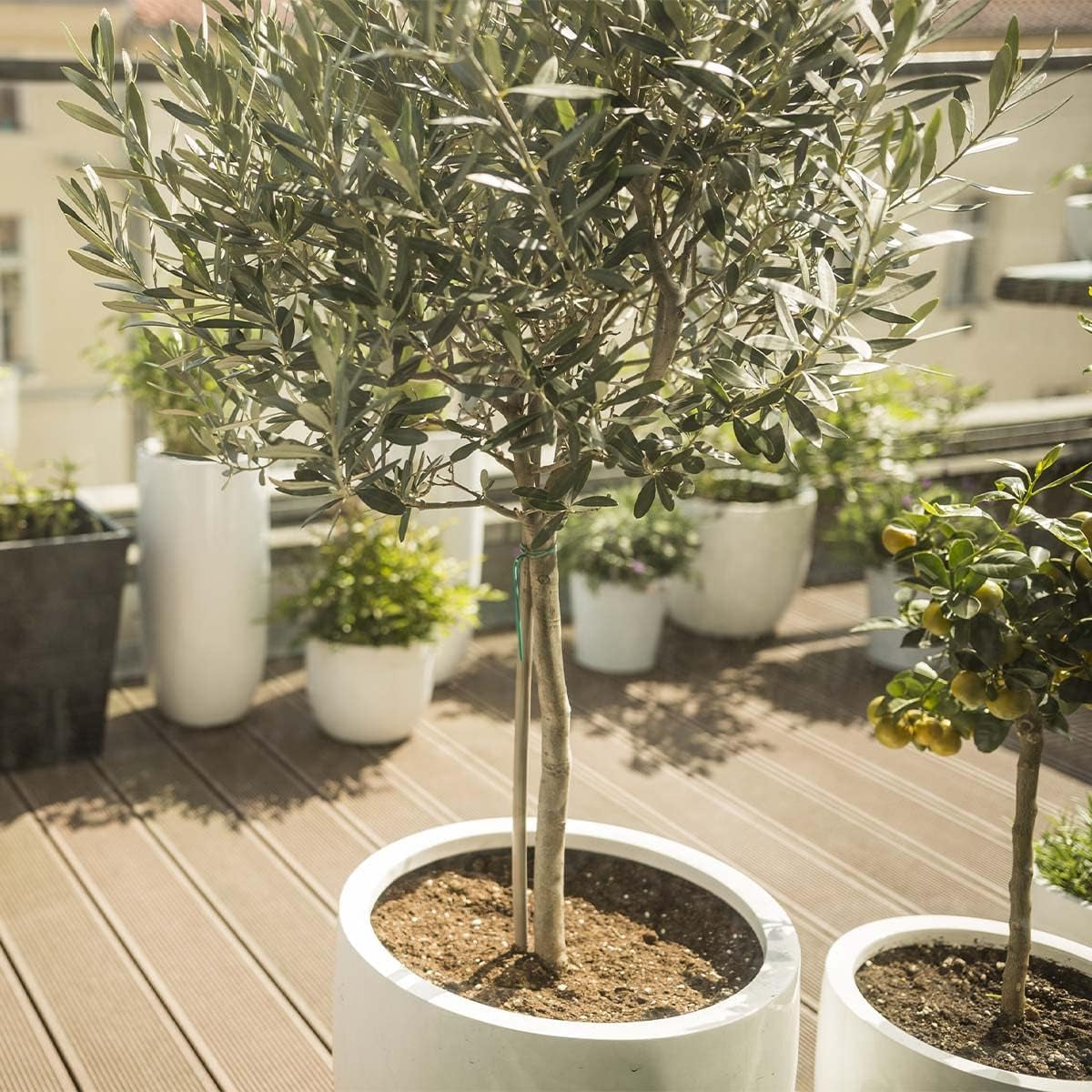 Bloomique - Olea Europaea - Olivenbaum Echt - Gartenpflanzen Winterhart - Höhe 80-90 Cm - Topf 19 Cm