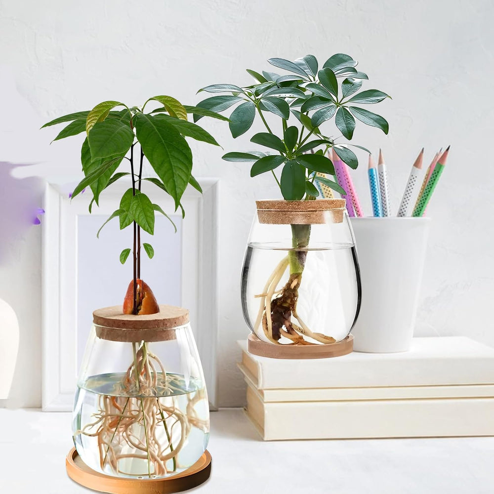 Stazione di coltivazione idroponica per piante 12x11 cm Vaso per semi di avocado Fioriera in vetro Vaso in vetro idroponico per piante acquatiche o fiori Decorazioni per la tavola da scrivania 2 pezzi